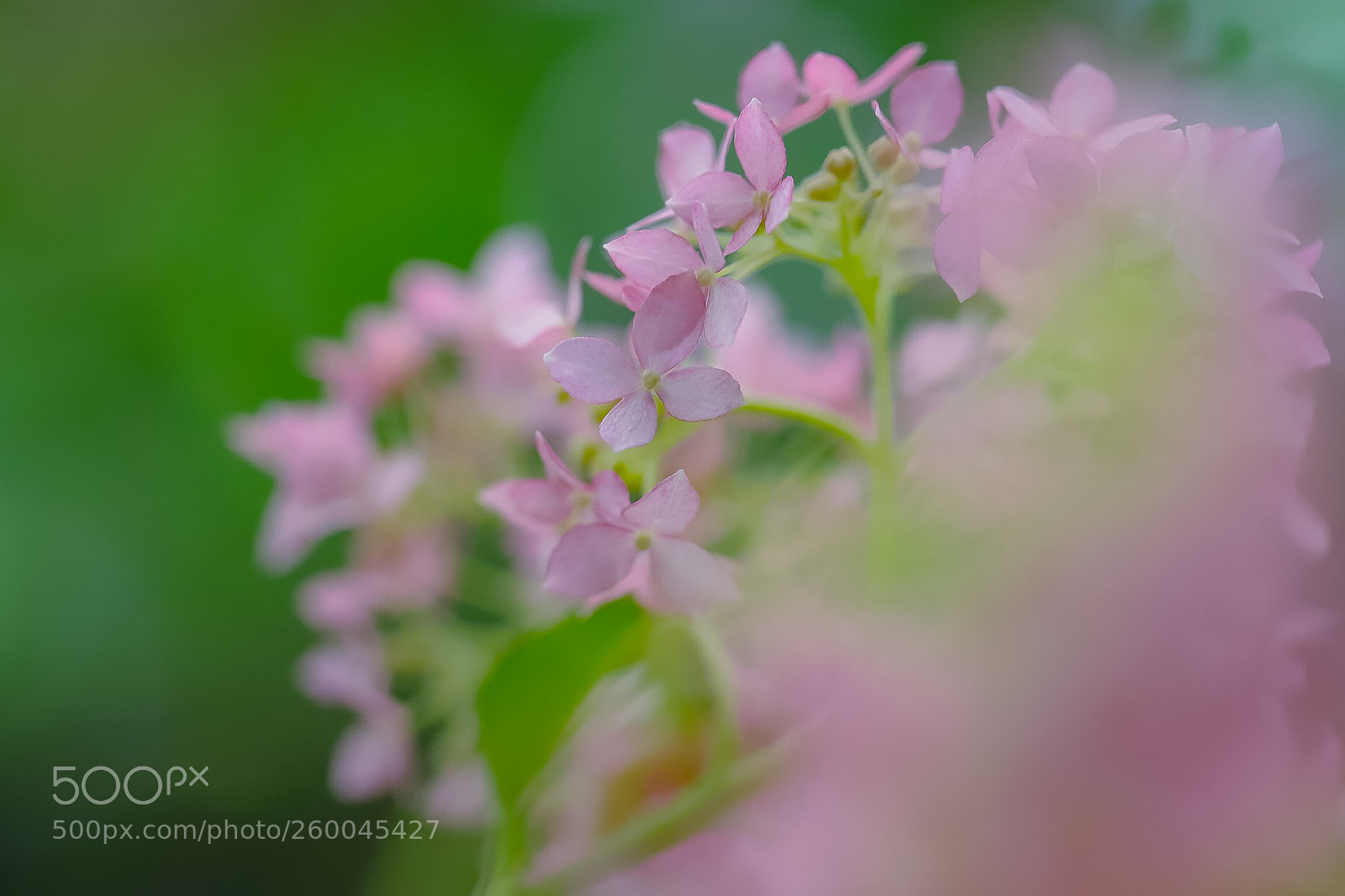 Canon EOS 6D Mark II sample photo. To love and to photography