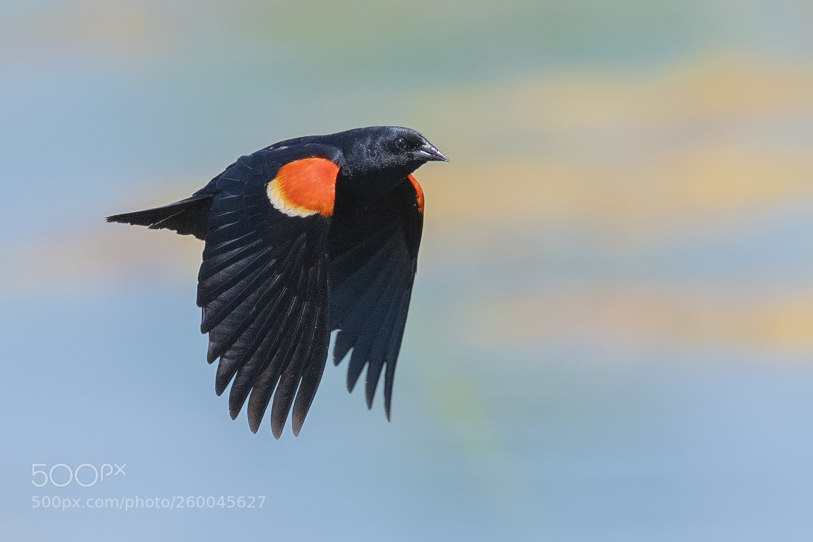 Nikon D850 sample photo. Redwing fly photography