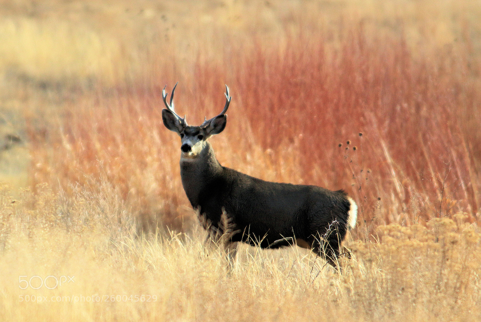 Canon EOS 7D Mark II sample photo. Bosquedel photography