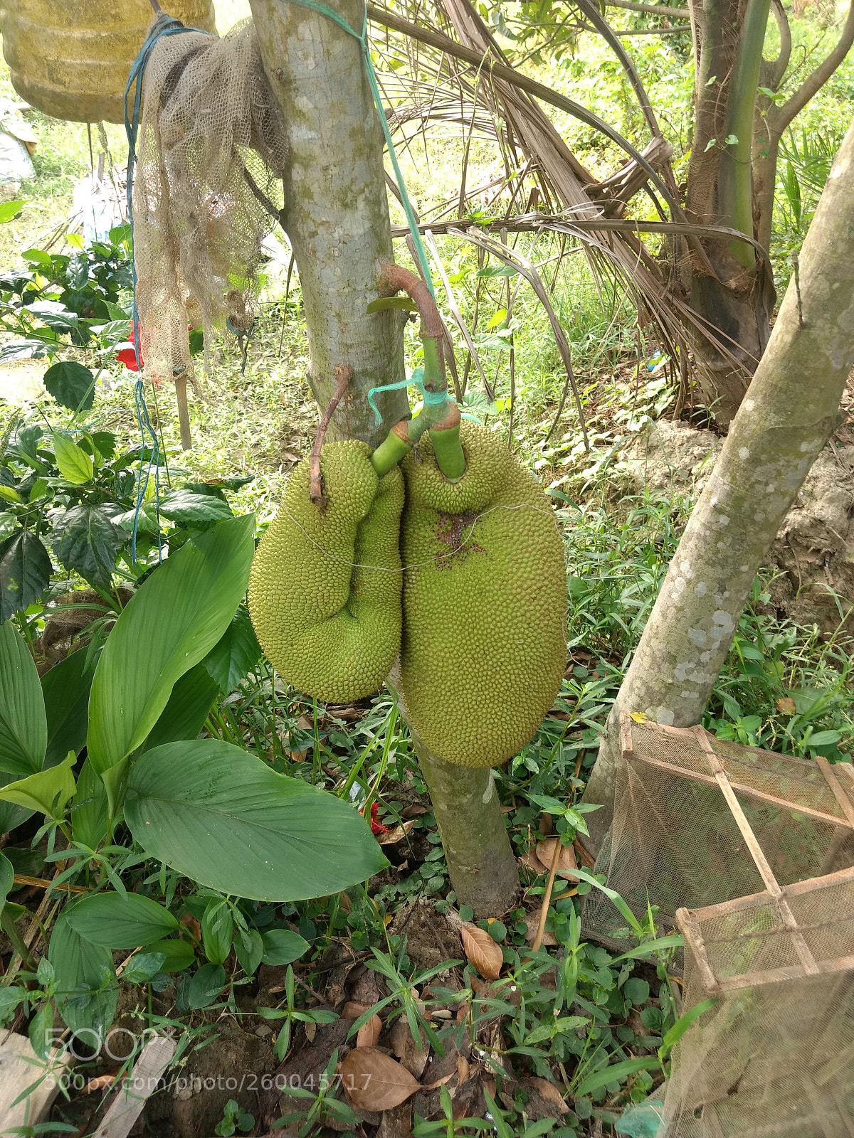 Motorola Moto G (4) sample photo. Jackfruits of summer photography