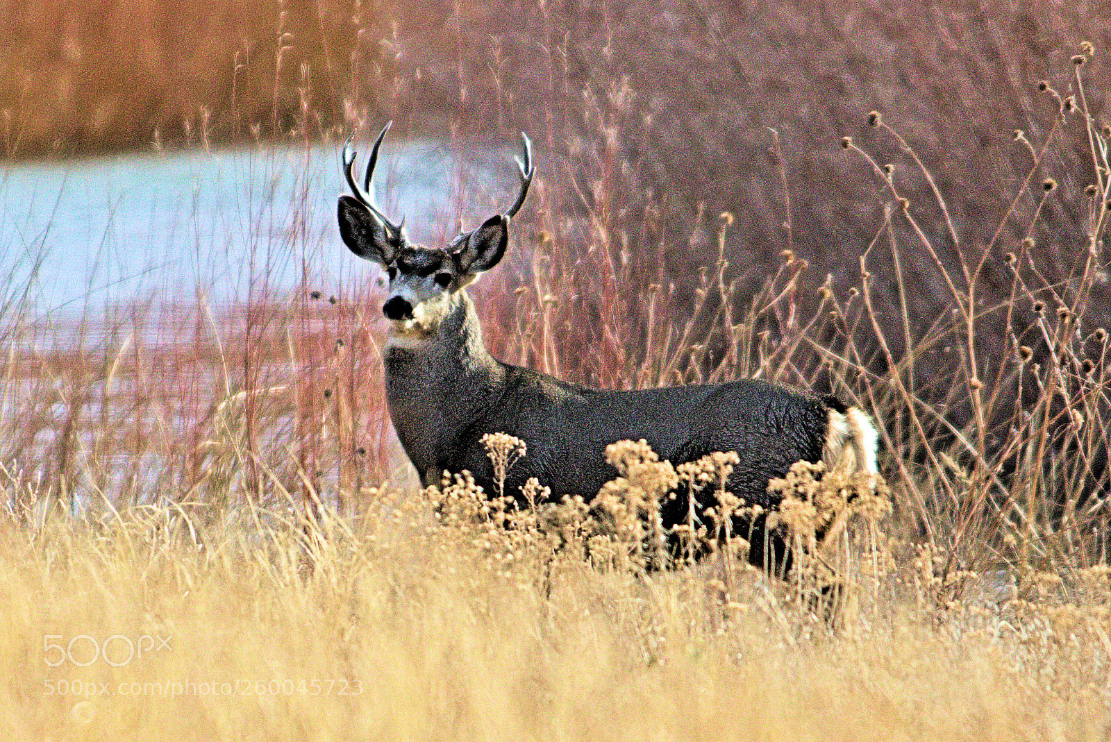 Canon EOS 7D Mark II sample photo. Bosquedel photography