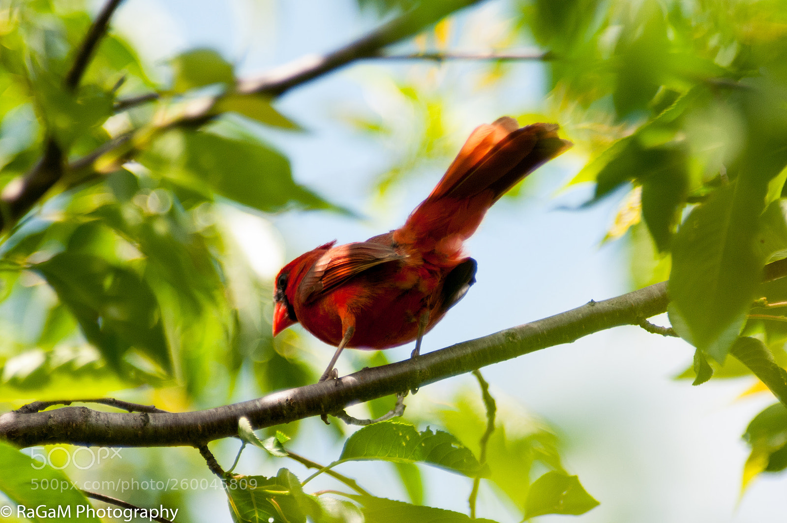 Nikon D300 sample photo. Cardinal photography