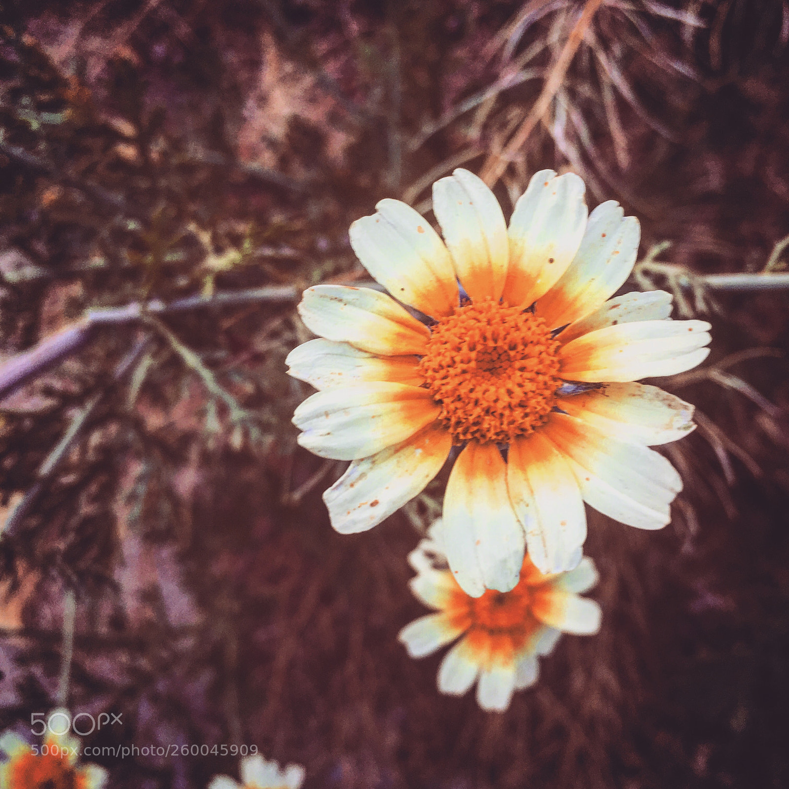 Apple iPhone 6s Plus sample photo. Pushing daisies  photography