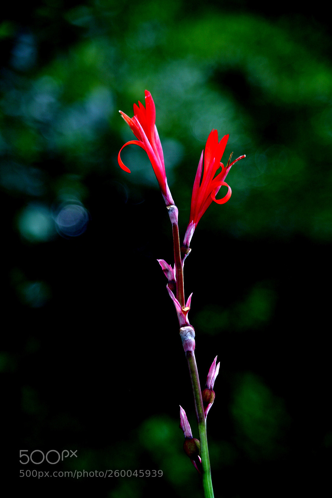 Canon EOS 5D sample photo. Img photography