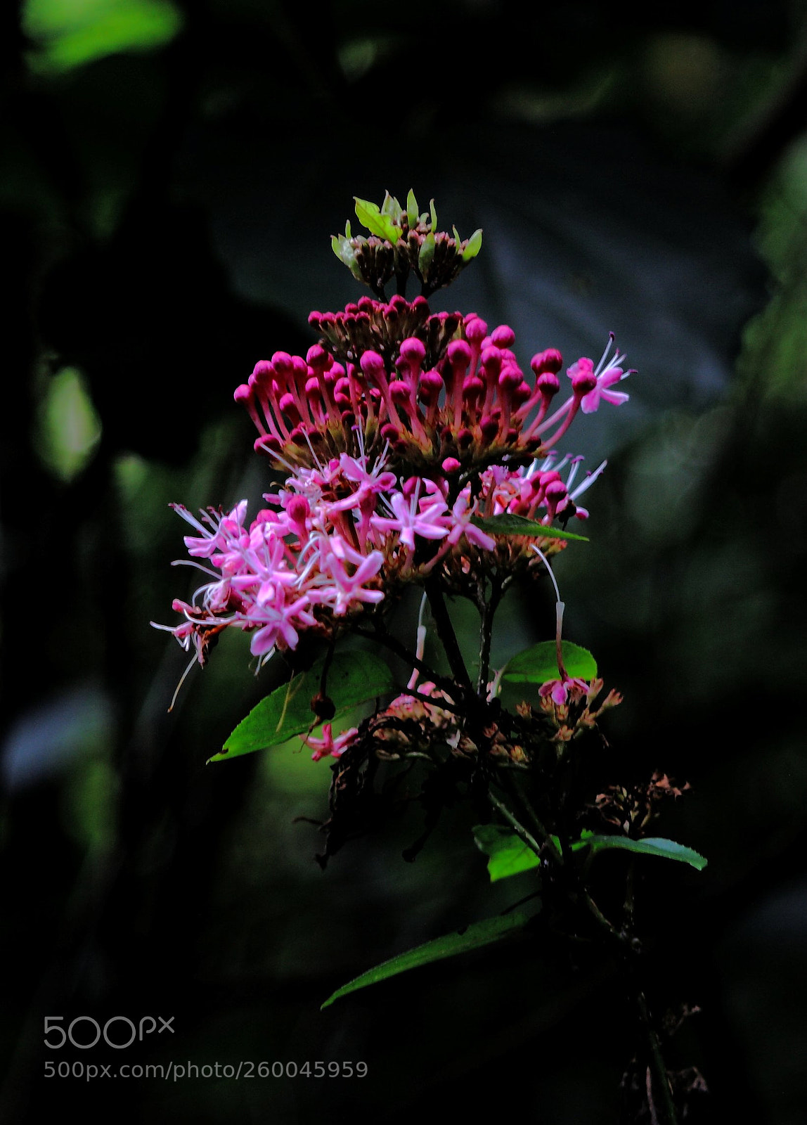 Canon EOS 5D sample photo. Img photography