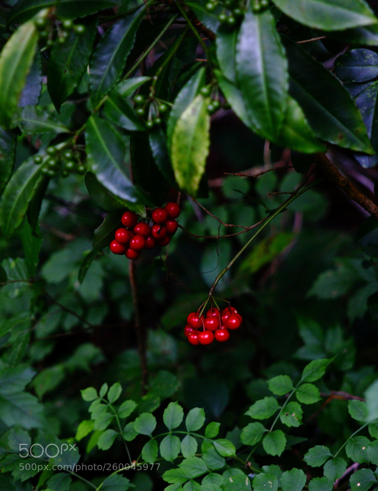 Canon EOS 5D sample photo. Img photography