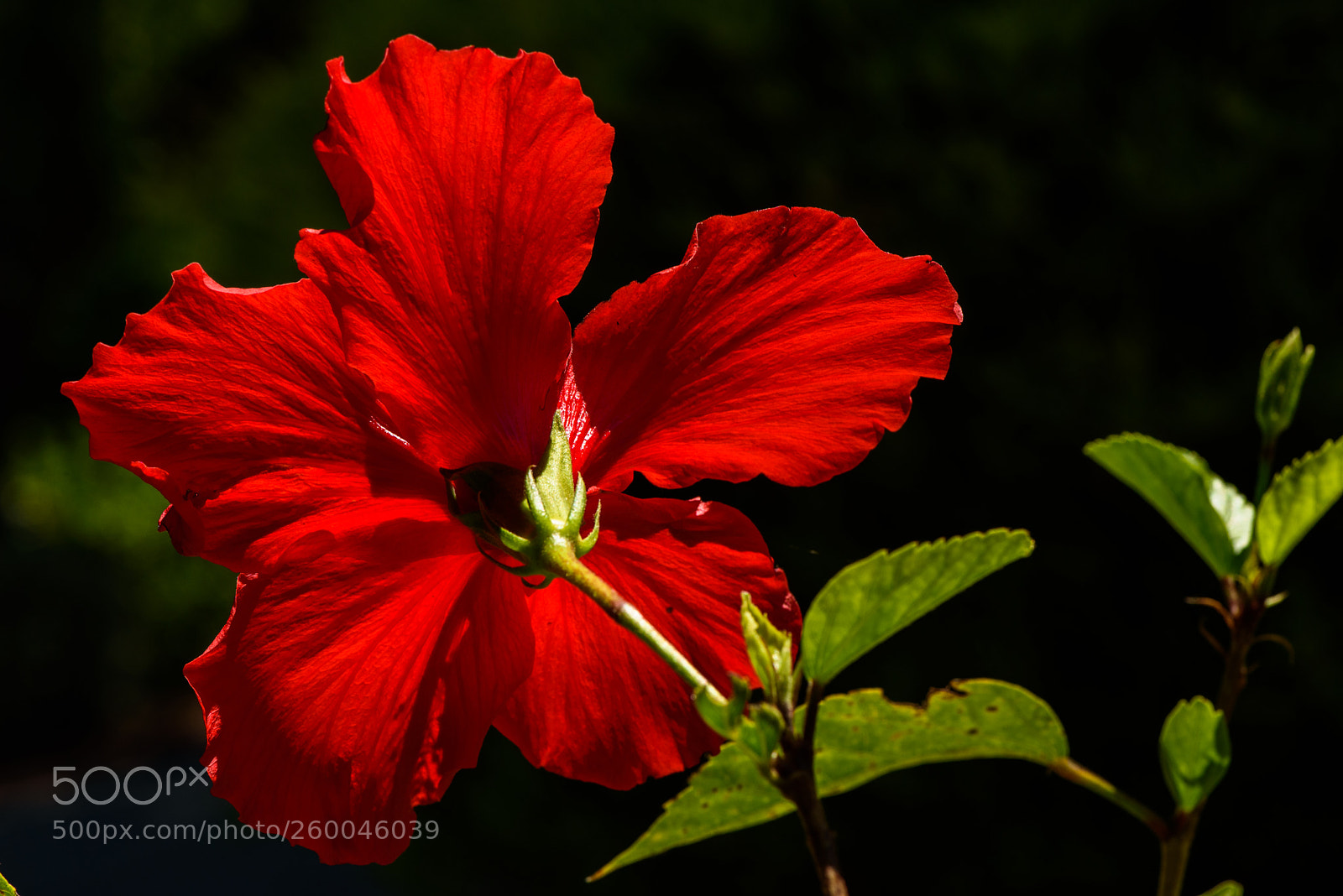 Nikon D750 sample photo. Hibiscus photography
