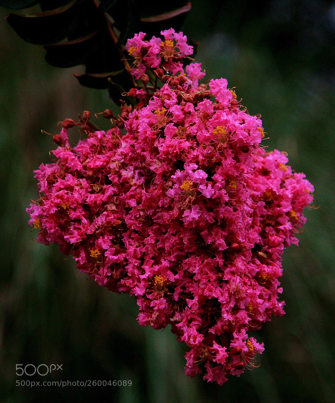 Canon EOS 5D sample photo. M photography