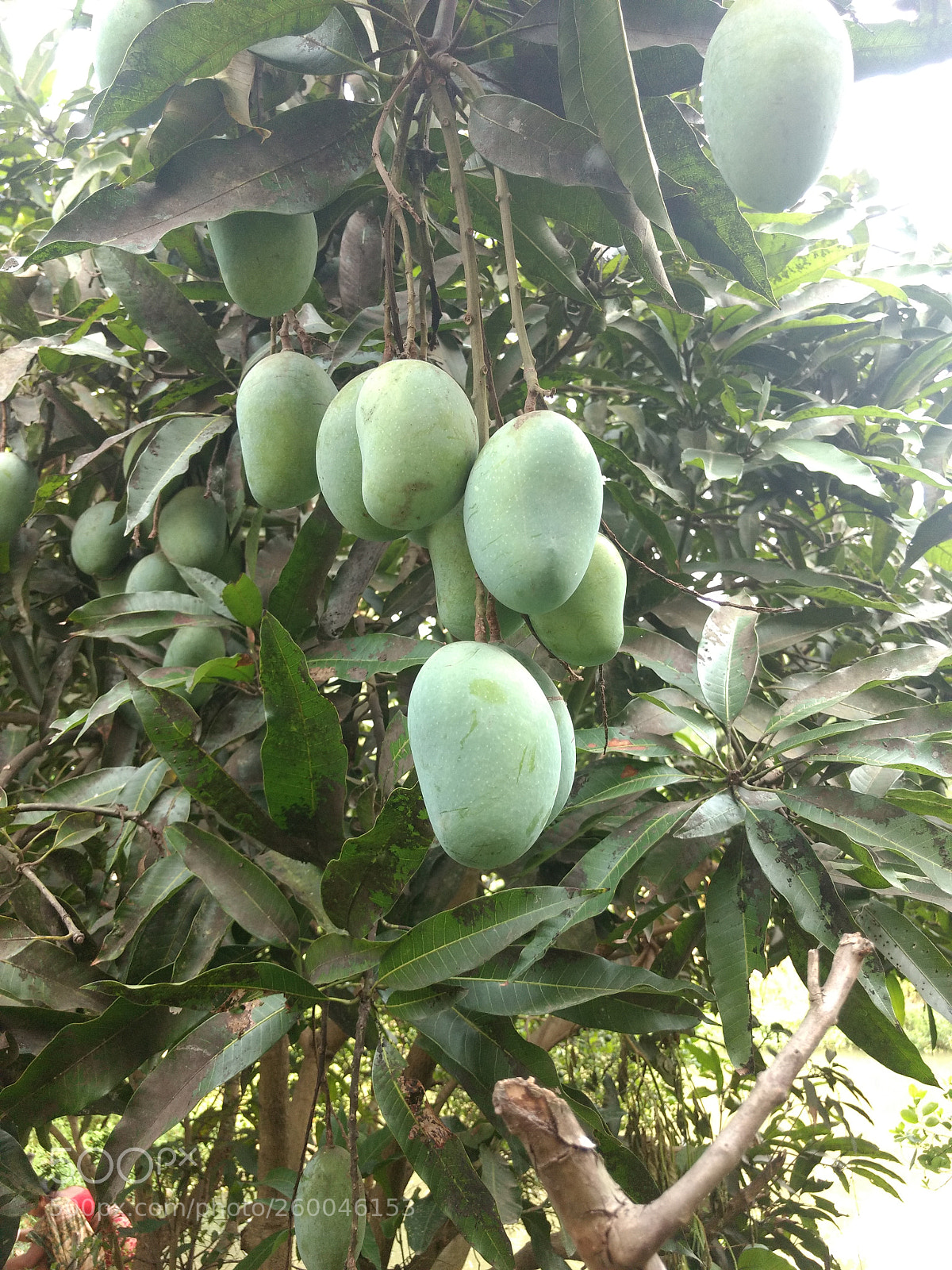 Motorola Moto G (4) sample photo. Summer fruits photography