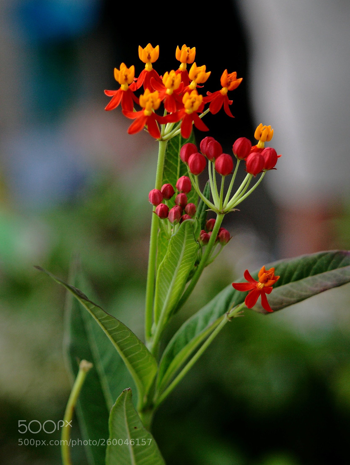 Canon EOS 5D sample photo. Img photography