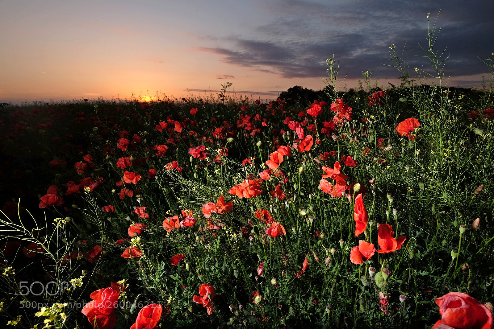 Fujifilm X-T1 sample photo. Poppies photography