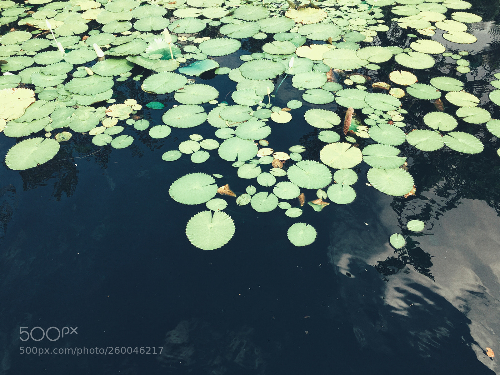 Apple iPhone 6s sample photo. Pond photography