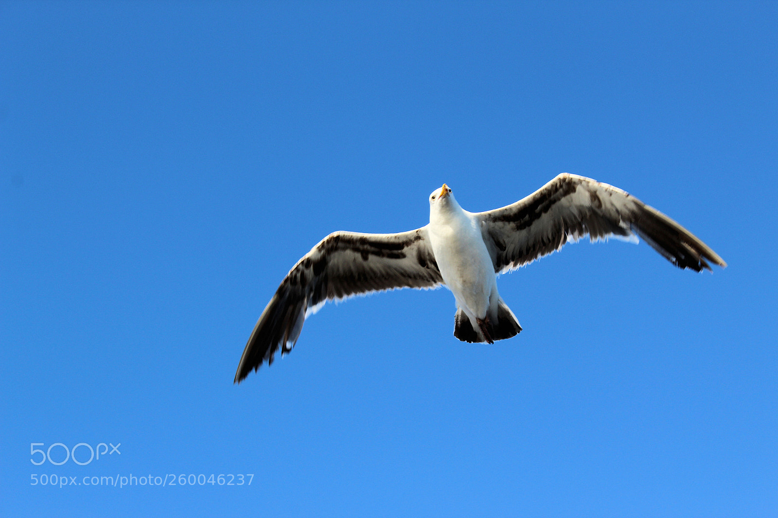 Canon EOS 1300D (EOS Rebel T6 / EOS Kiss X80) sample photo. Seagull in flight photography