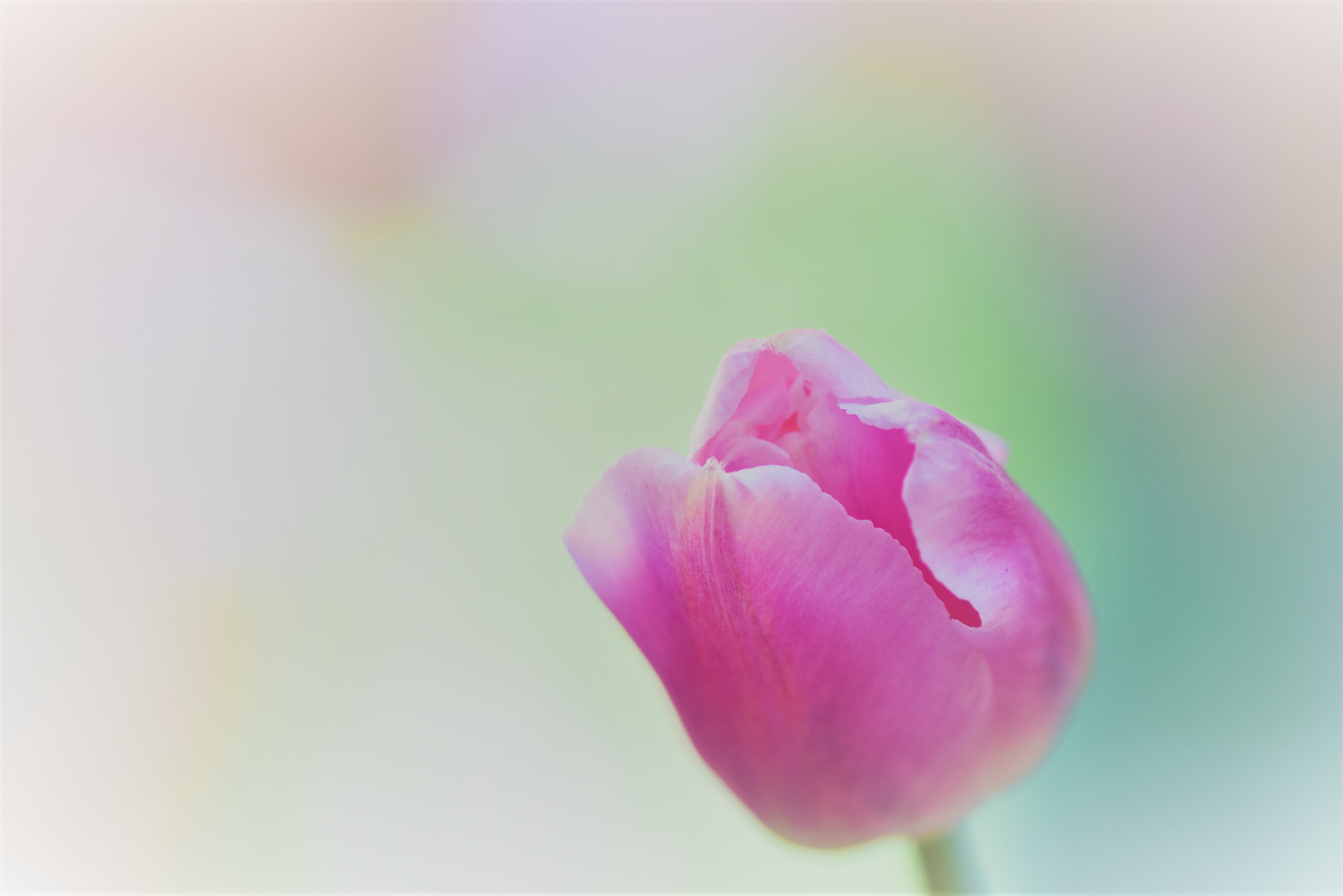 Nikon D5500 sample photo. I miss you♪ photography
