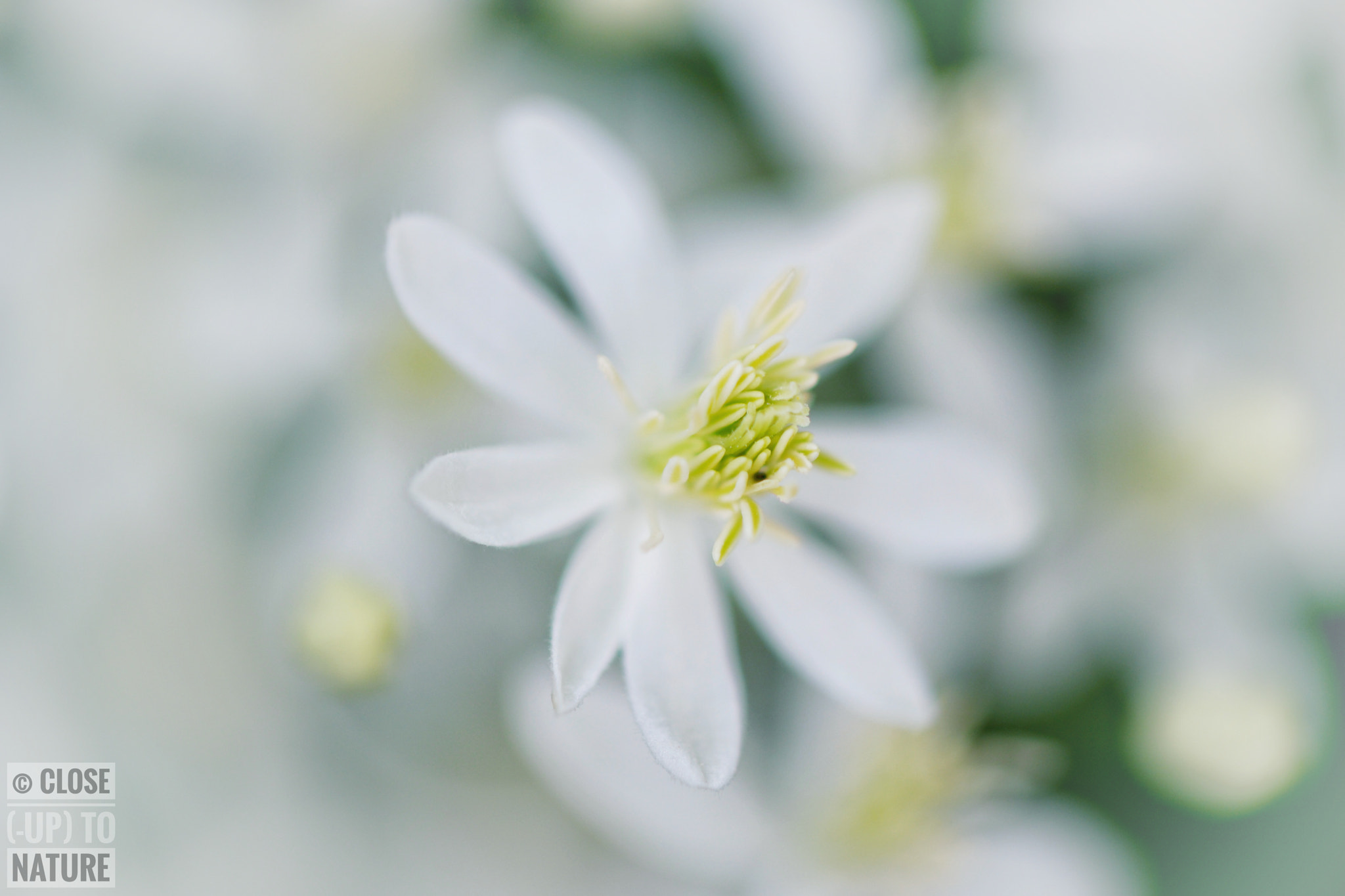 Samsung NX500 sample photo. Clematis recta photography
