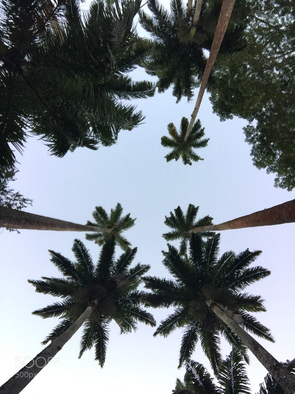 Apple iPhone 6 sample photo. Untitled photography