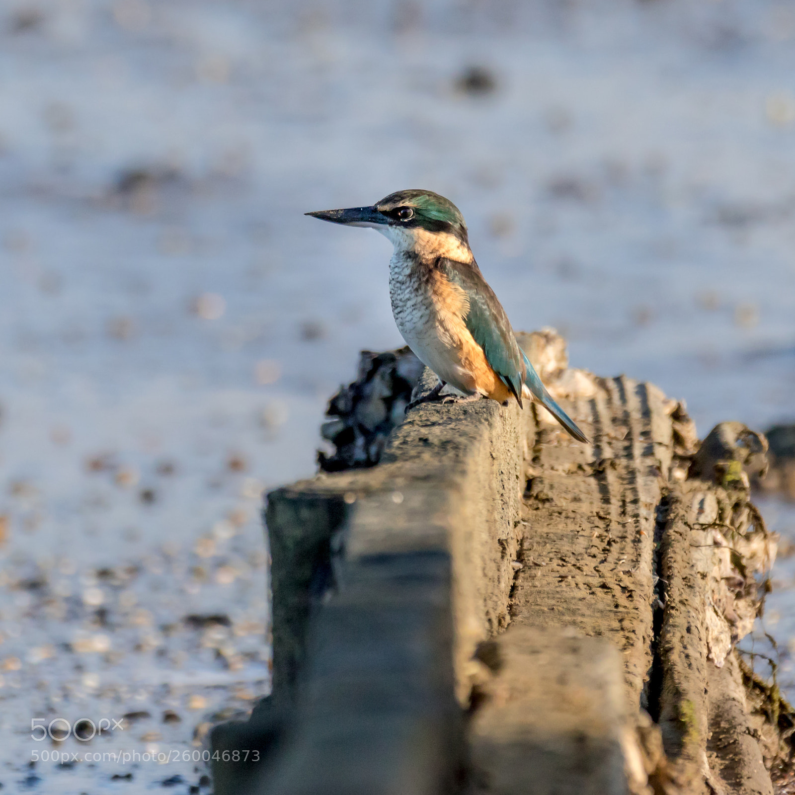 Canon EOS 7D Mark II sample photo. Nz sacred kingfisher perched photography