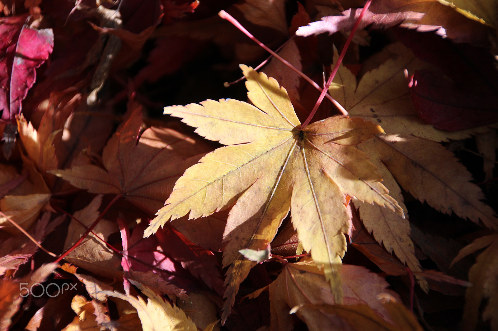 Canon EOS 600D (Rebel EOS T3i / EOS Kiss X5) sample photo. Last days photography