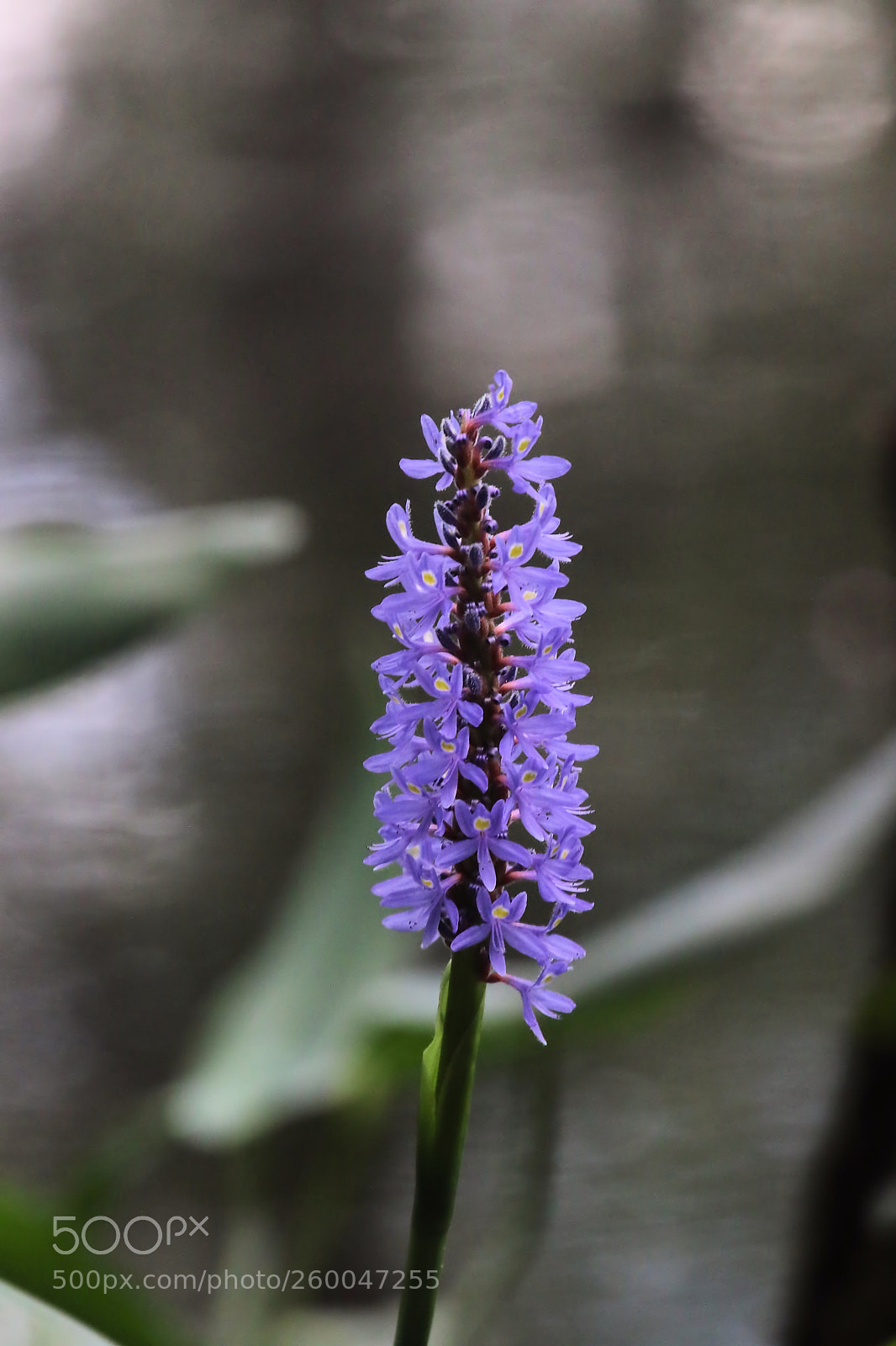 Canon EOS 7D Mark II sample photo. Wa photography