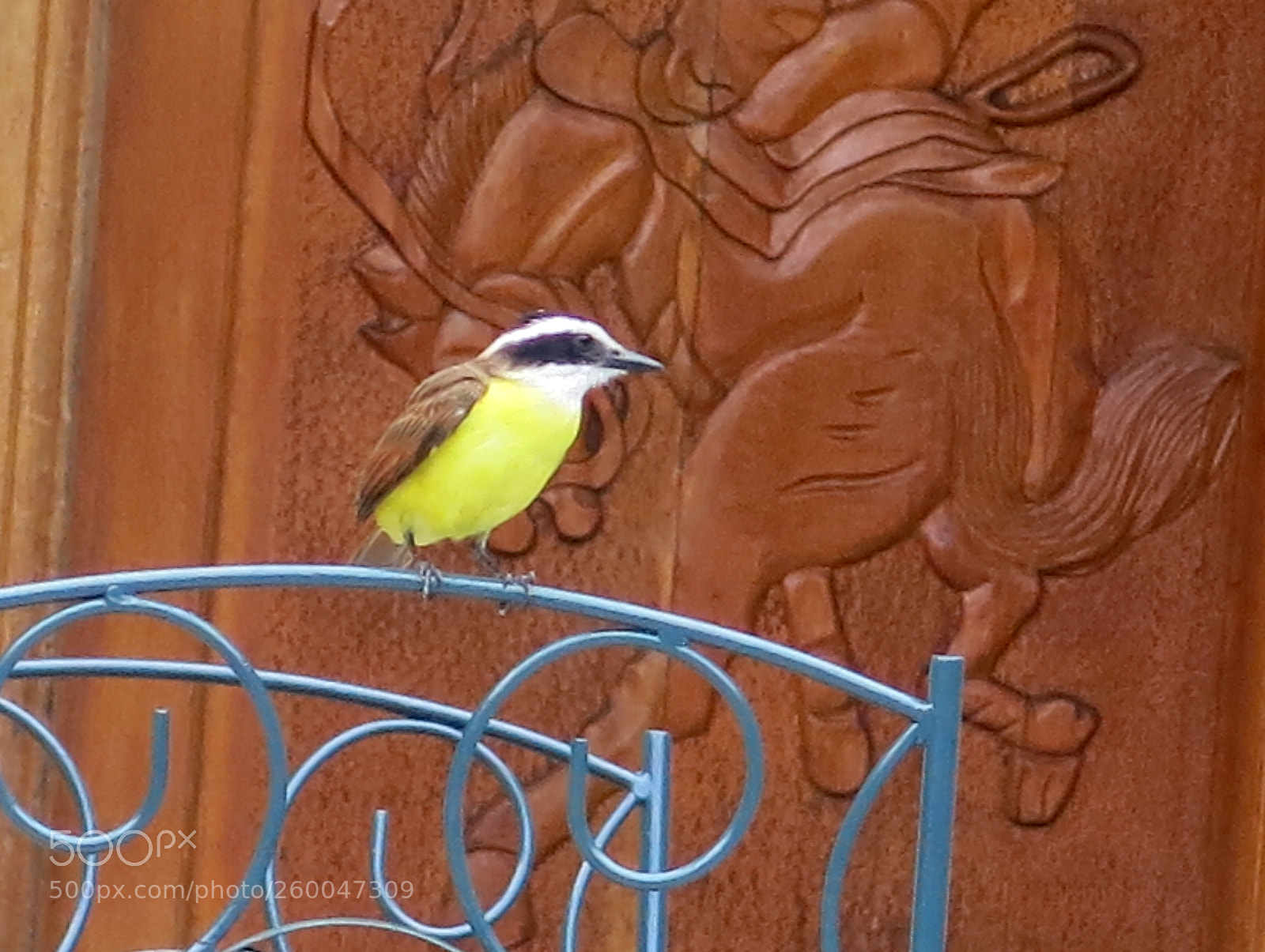 Canon PowerShot G15 sample photo. Bird photography