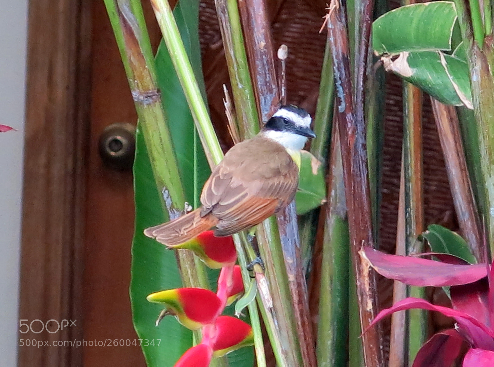 Canon PowerShot G15 sample photo. Bird photography