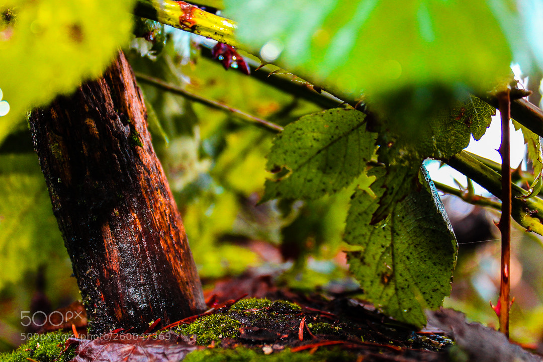 Canon EOS 1200D (EOS Rebel T5 / EOS Kiss X70 / EOS Hi) sample photo. Fallen tree photography