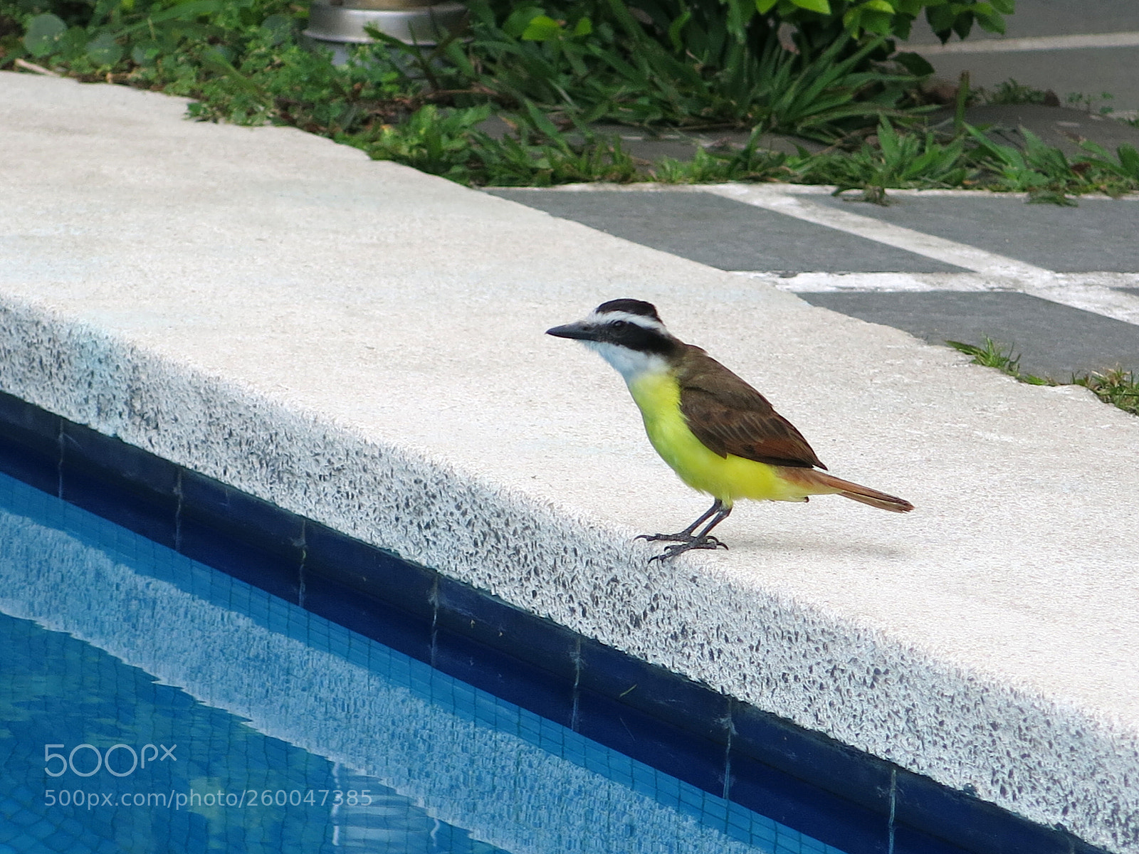 Canon PowerShot G15 sample photo. Bird photography
