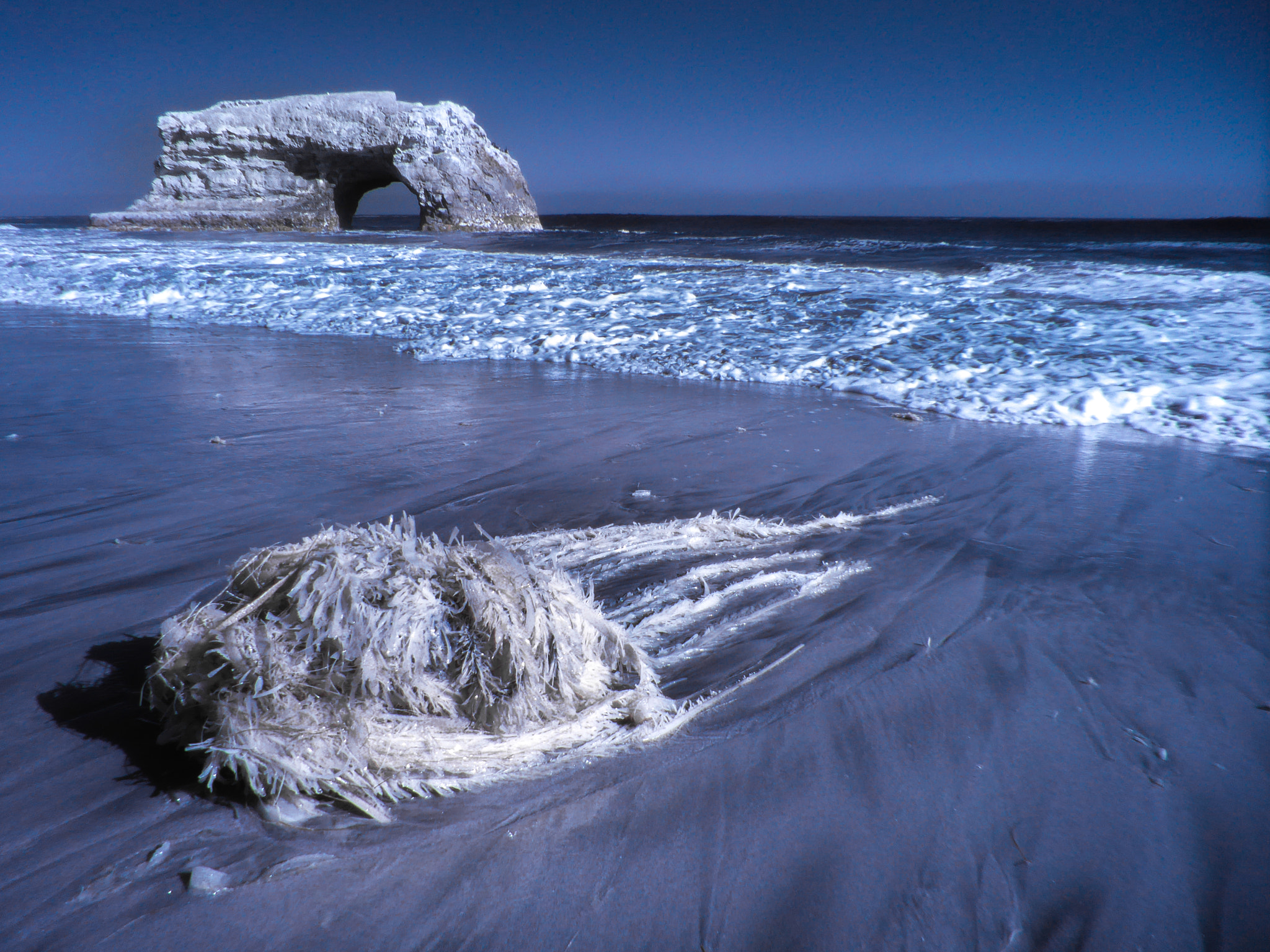 Panasonic Lumix DMC-ZS50 (Lumix DMC-TZ70) sample photo. Infrared seaweed photography