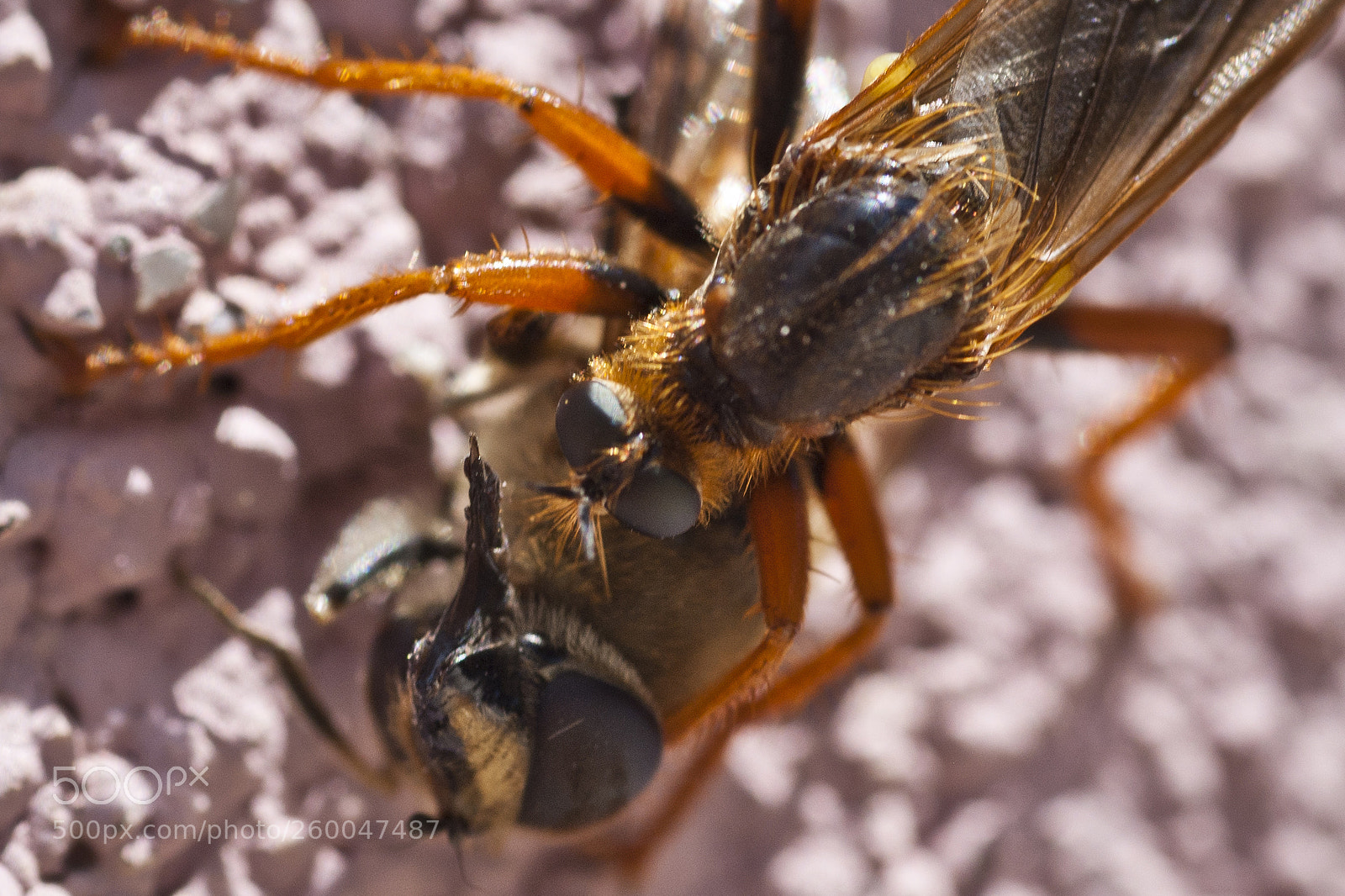 Sony Alpha DSLR-A200 sample photo. The hunter photography