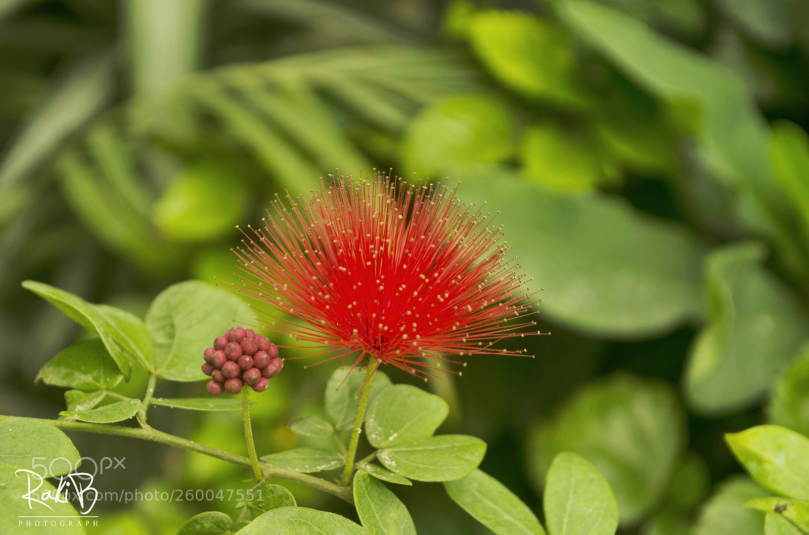 Nikon D5100 sample photo. ফোটার অপেক্ষায়। photography