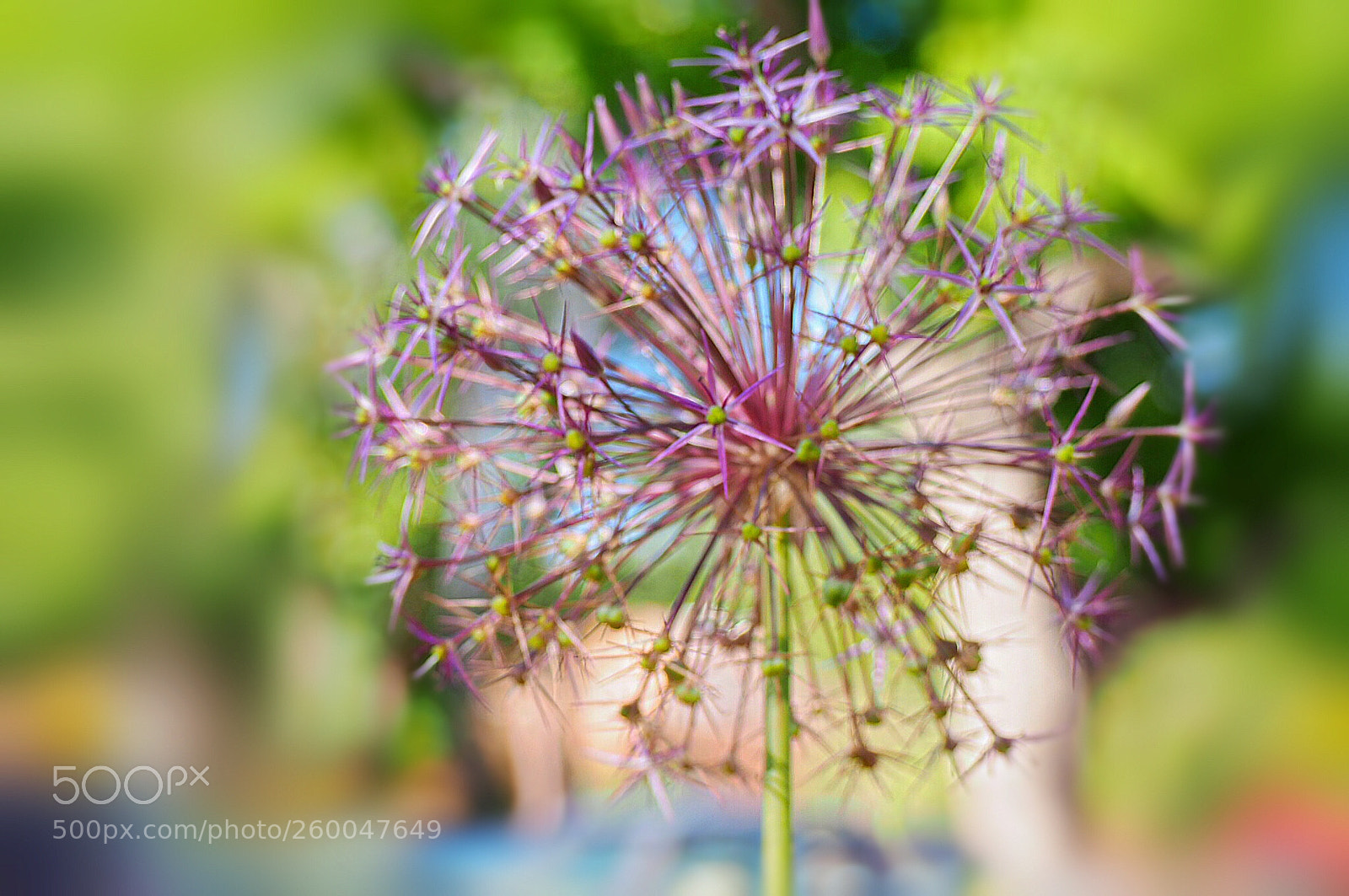 Olympus OM-D E-M10 II sample photo. Wild flower photography