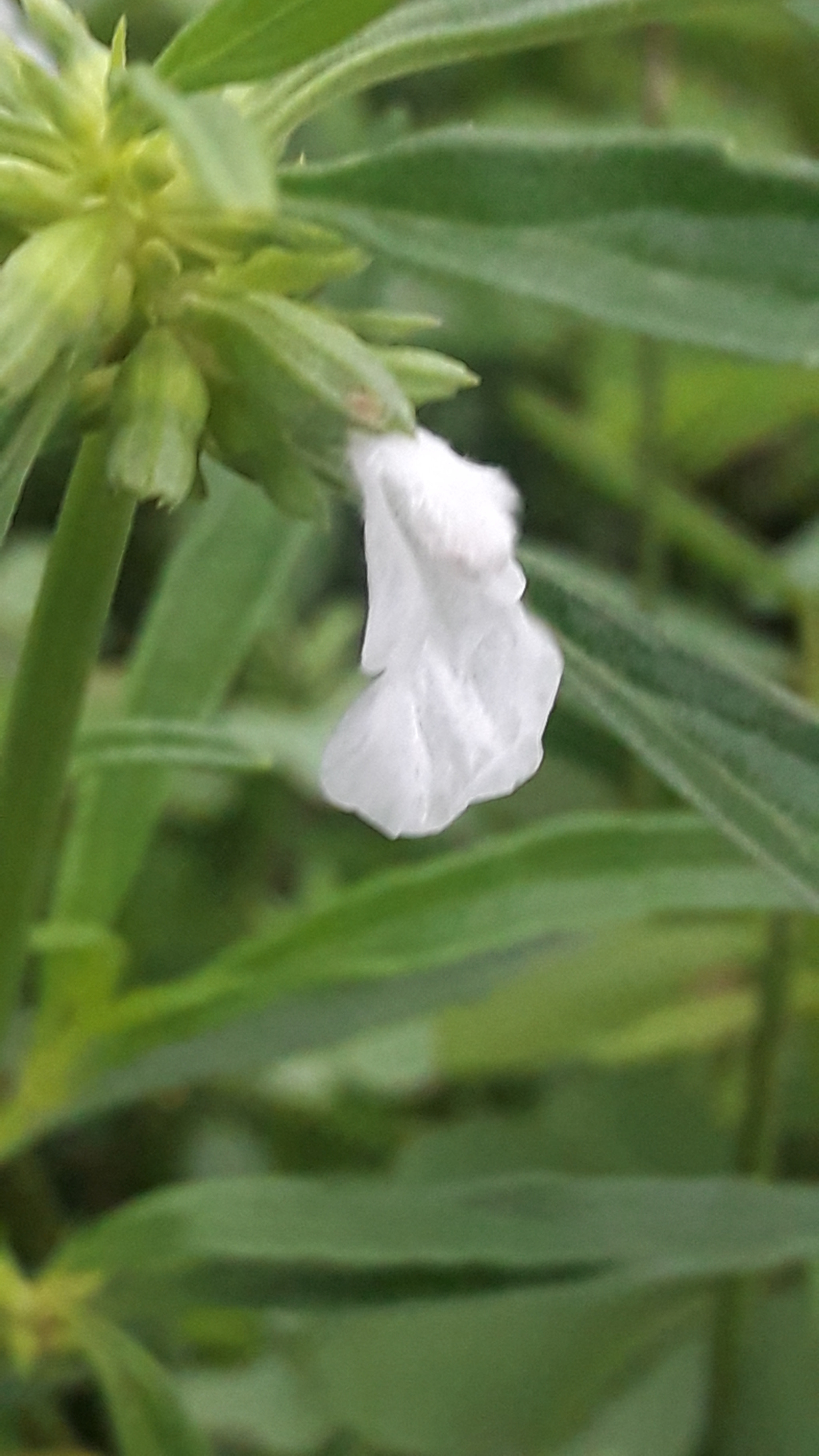 Samsung Galaxy J7 Neo sample photo. White in green photography