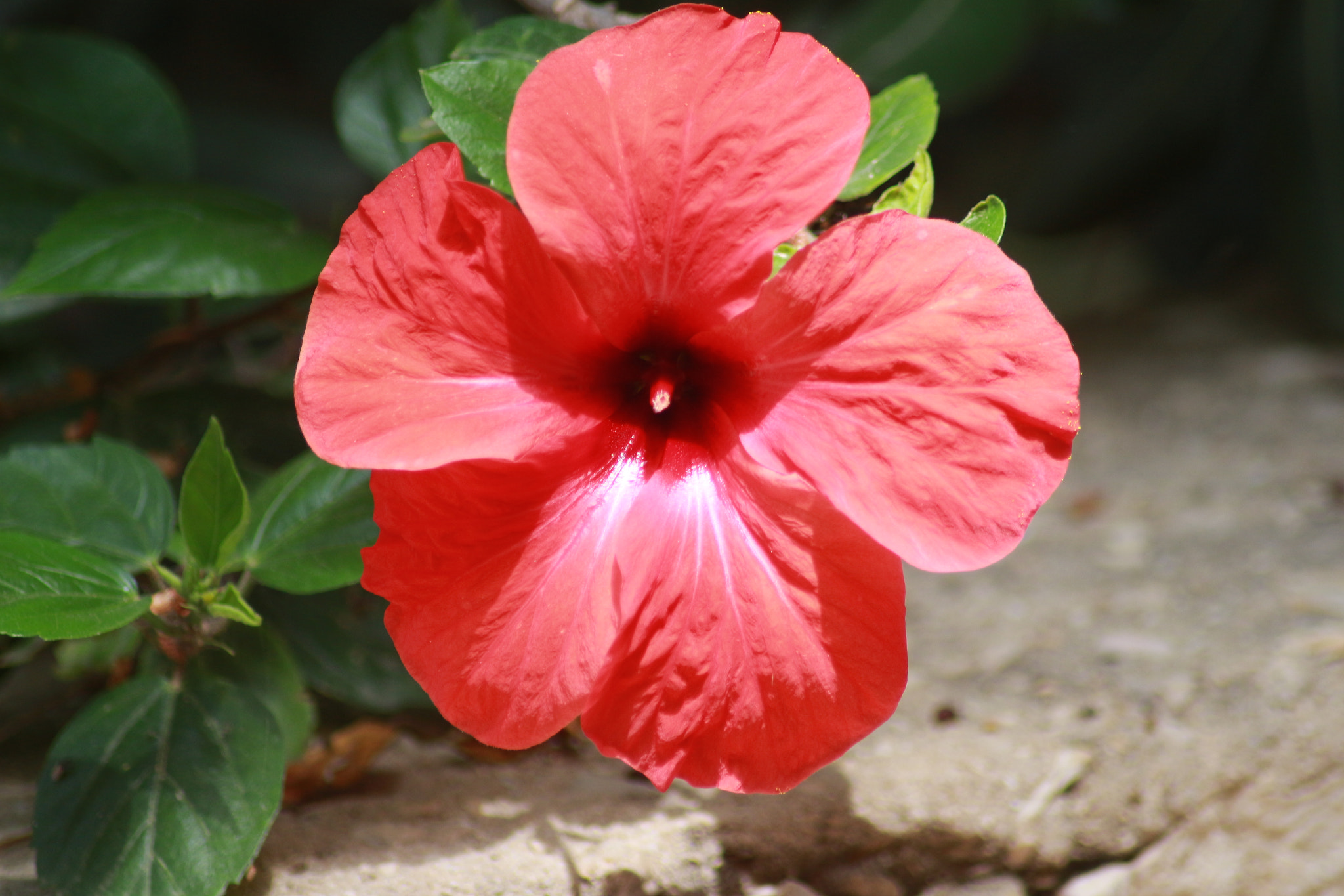 Canon EOS 700D (EOS Rebel T5i / EOS Kiss X7i) sample photo. Red photography