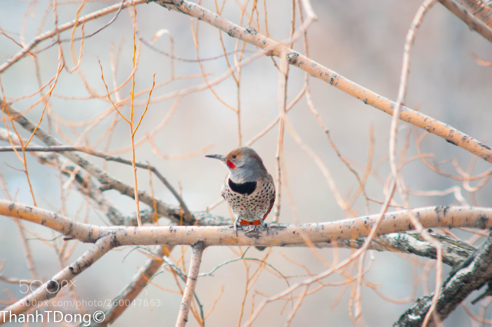 Nikon D700 sample photo. Northern flicker photography