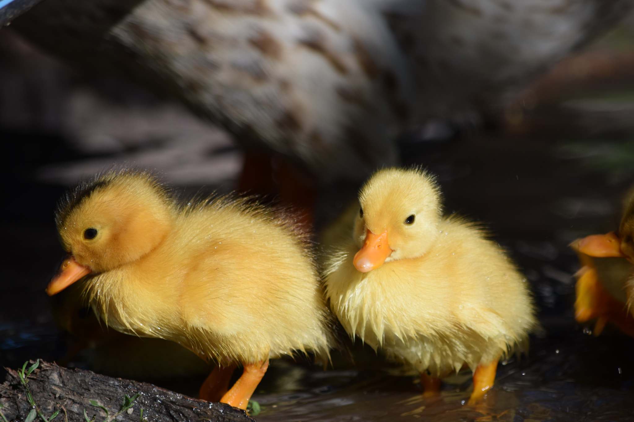 Nikon D5300 sample photo. Little ducks with their mother photography