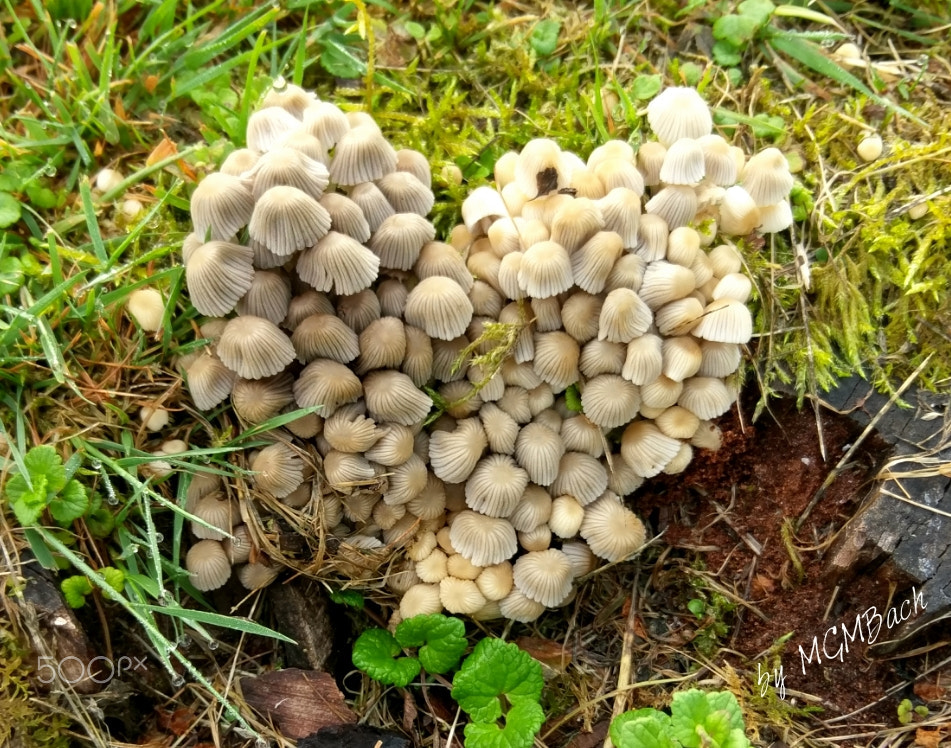 HTC 10 sample photo. Another heart in my garden photography