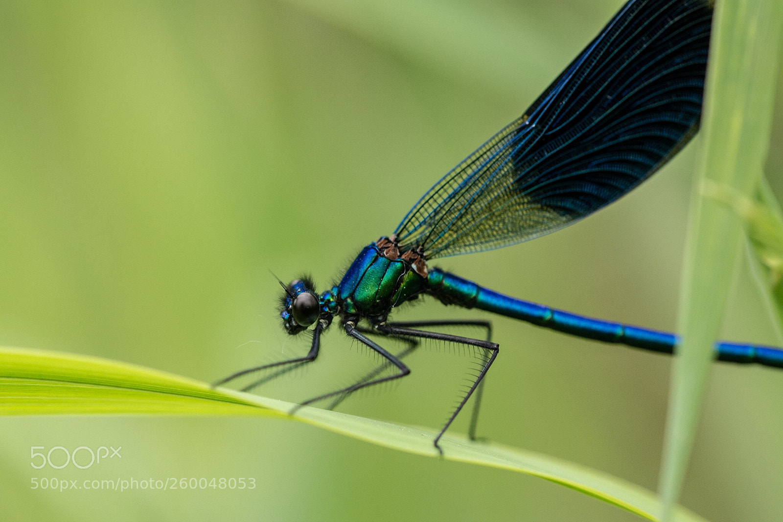 Nikon D7200 sample photo. Banded demoiselle photography