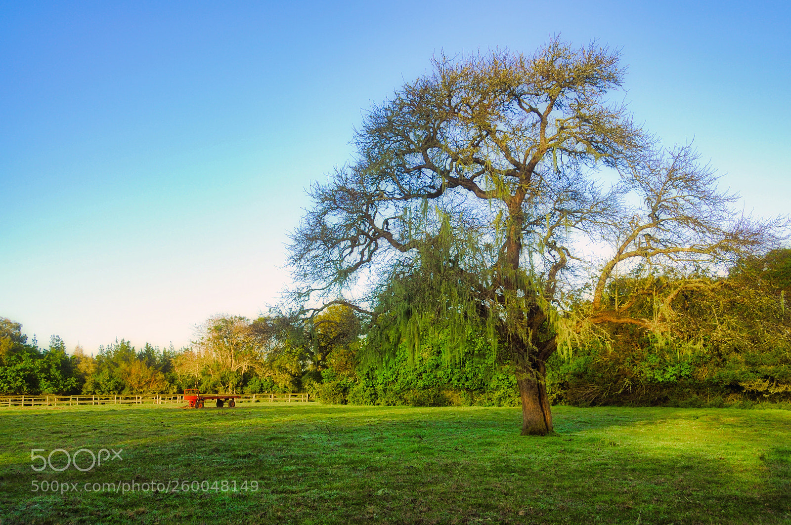 Nikon D300S sample photo. Dappled meadow photography