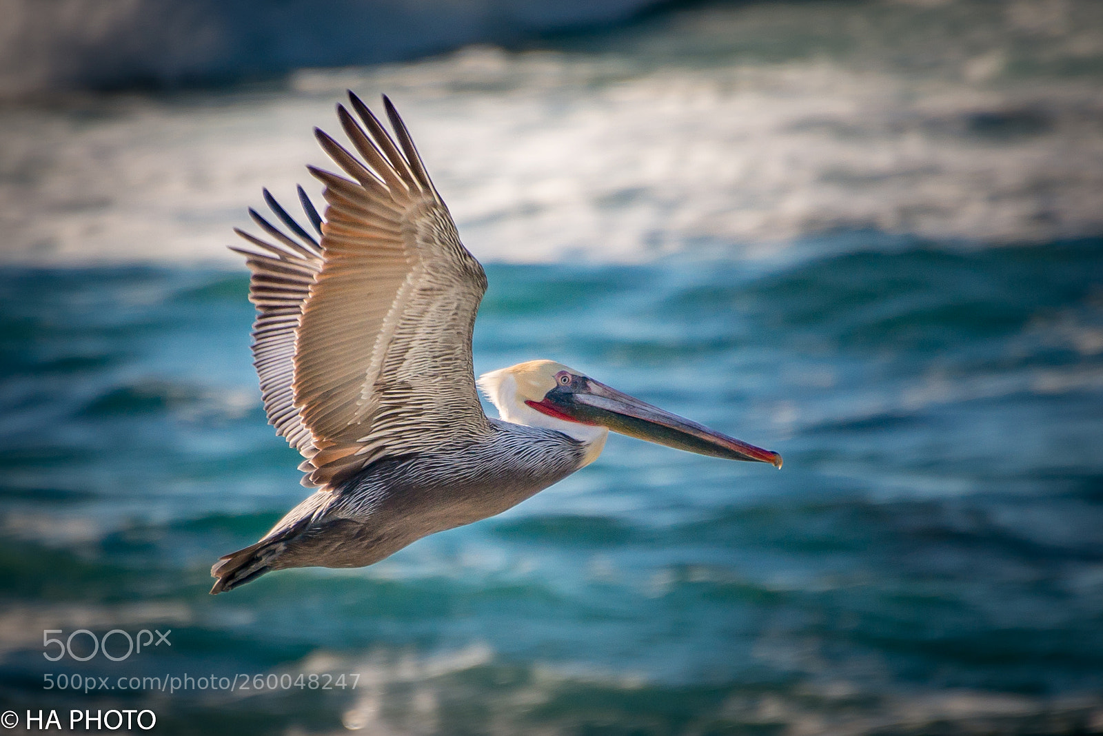 Nikon D800 sample photo. Flying pelican photography