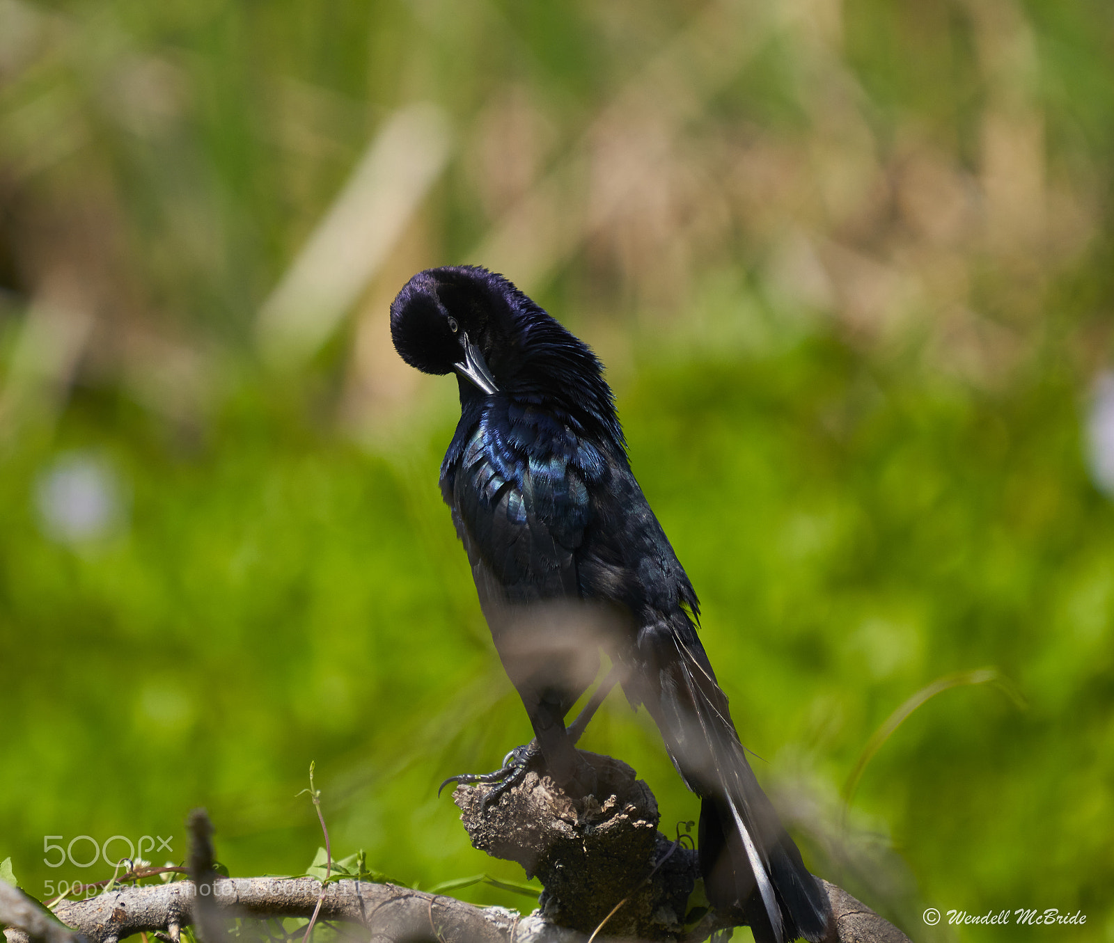 Sony a7R III sample photo. Boat-tailed grackle photography