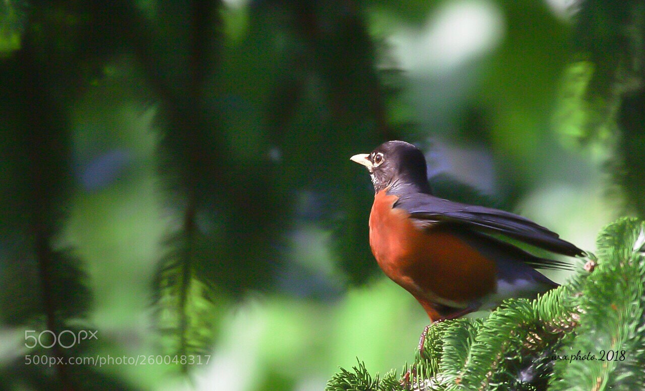 Canon EOS 7D Mark II sample photo. Robin photography