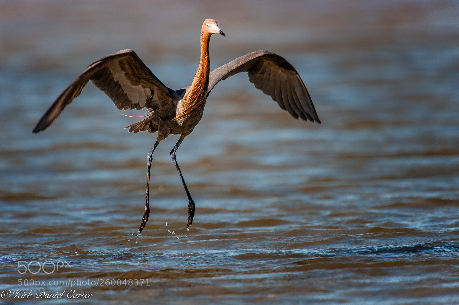 Nikon D3 sample photo. Reddish egret takeoff photography
