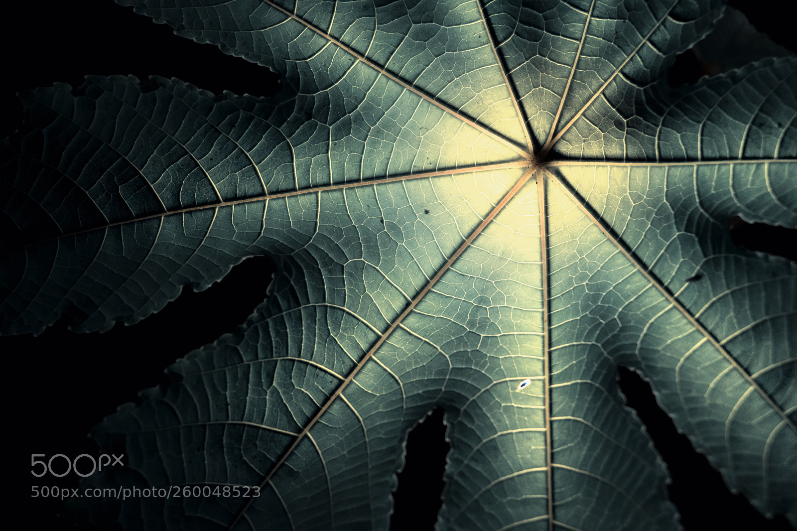 Canon EOS 80D sample photo. Leaf photography