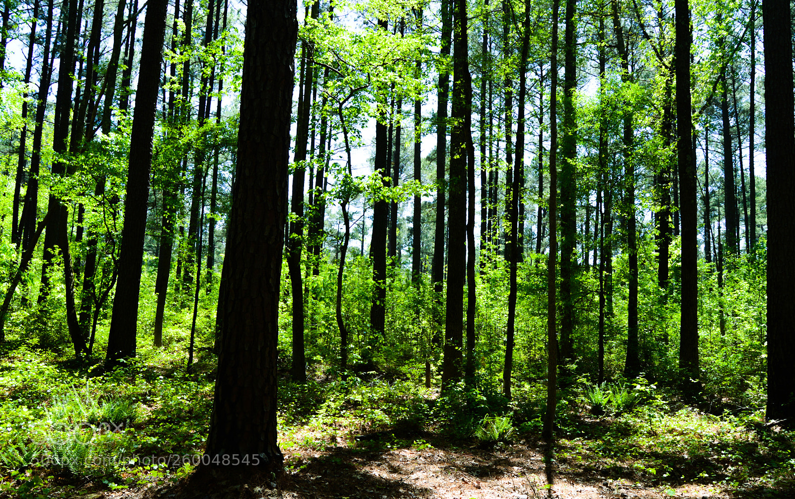 Nikon D3200 sample photo. Tree silhouette photography