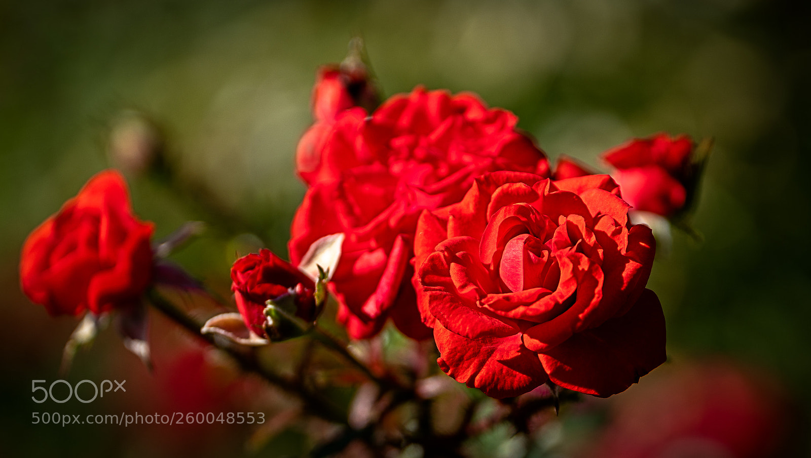 Sony a7R III sample photo. Rose photography