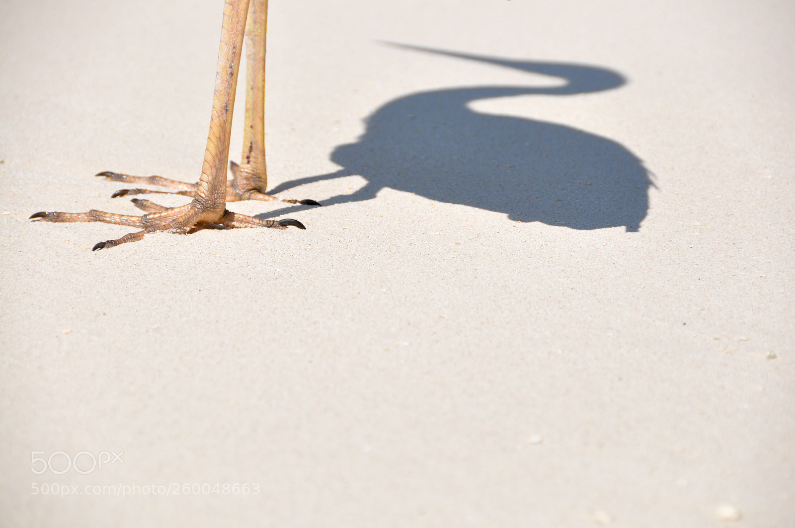 Nikon D90 sample photo. A n i m photography