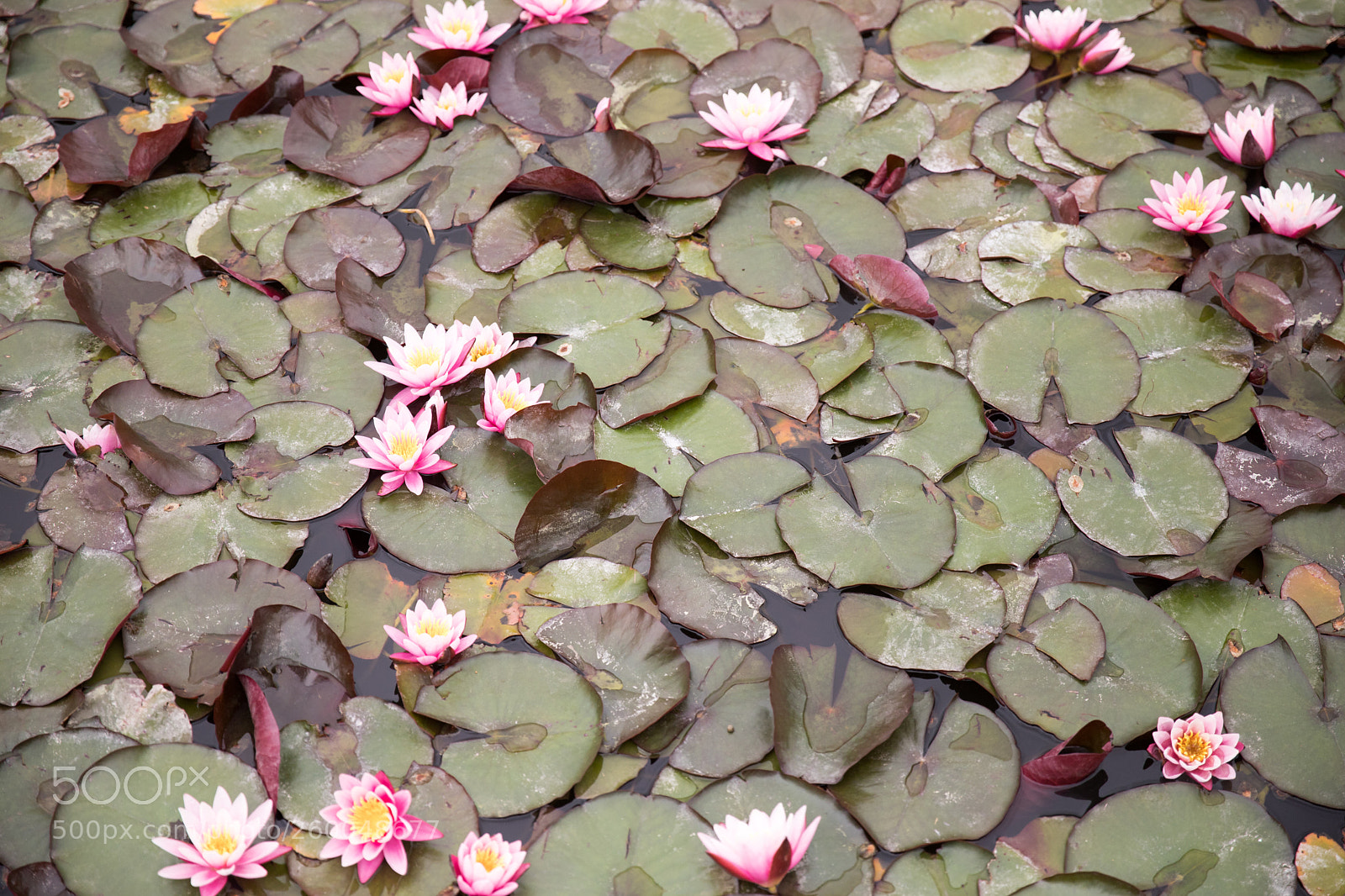 Canon EOS 6D Mark II sample photo. Water lilies photography