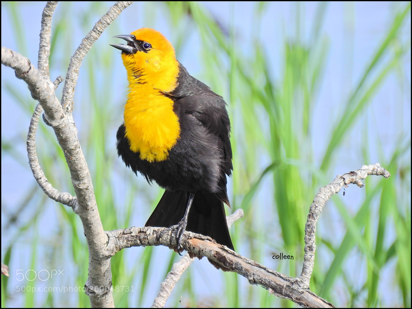 Nikon Coolpix P900 sample photo. Sunshine!! photography
