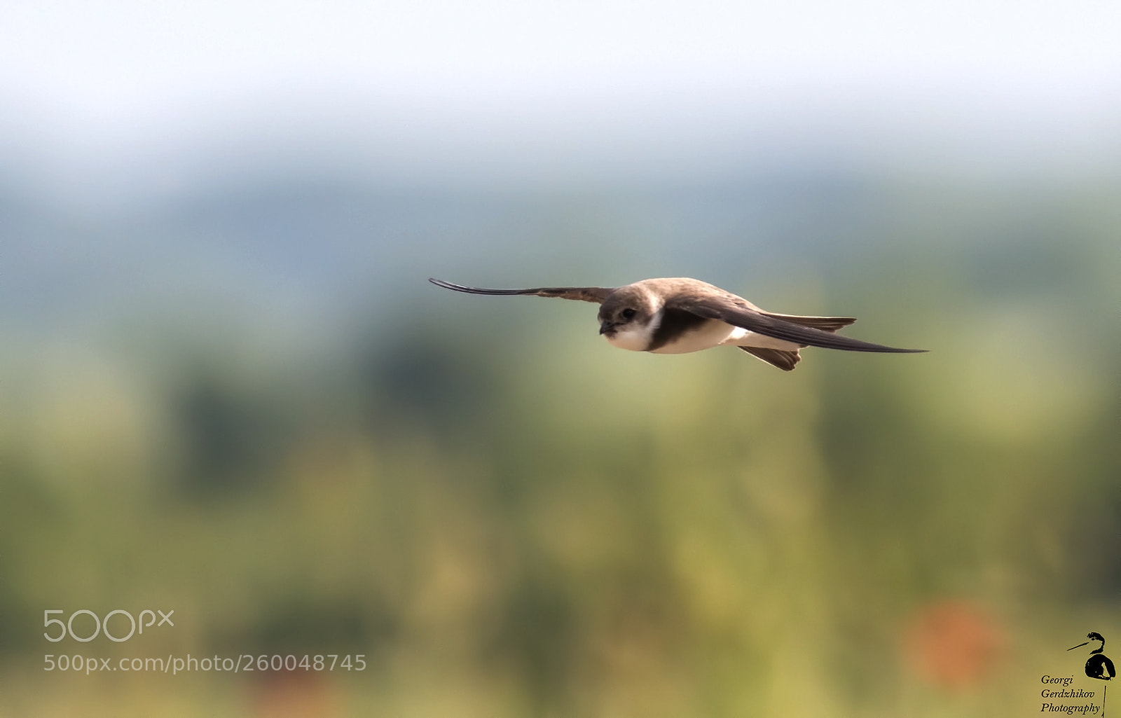 Canon EOS 70D sample photo. Sand martin photography