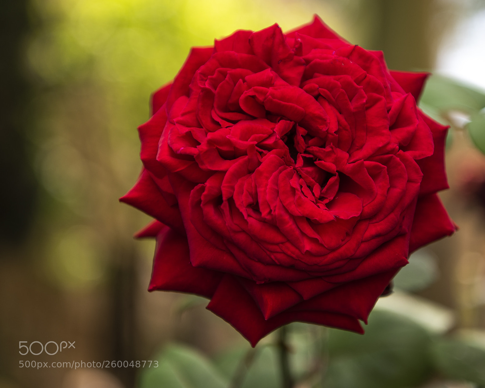 Nikon D810 sample photo. Red triple rose photography